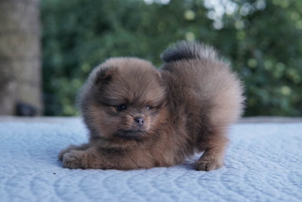 Щенки ПЕТ класса