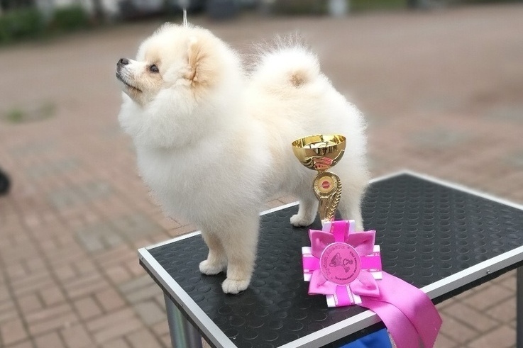 Щенки ШОУ и БРИД класса